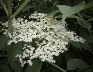 elderflower-cordial-citrus-free