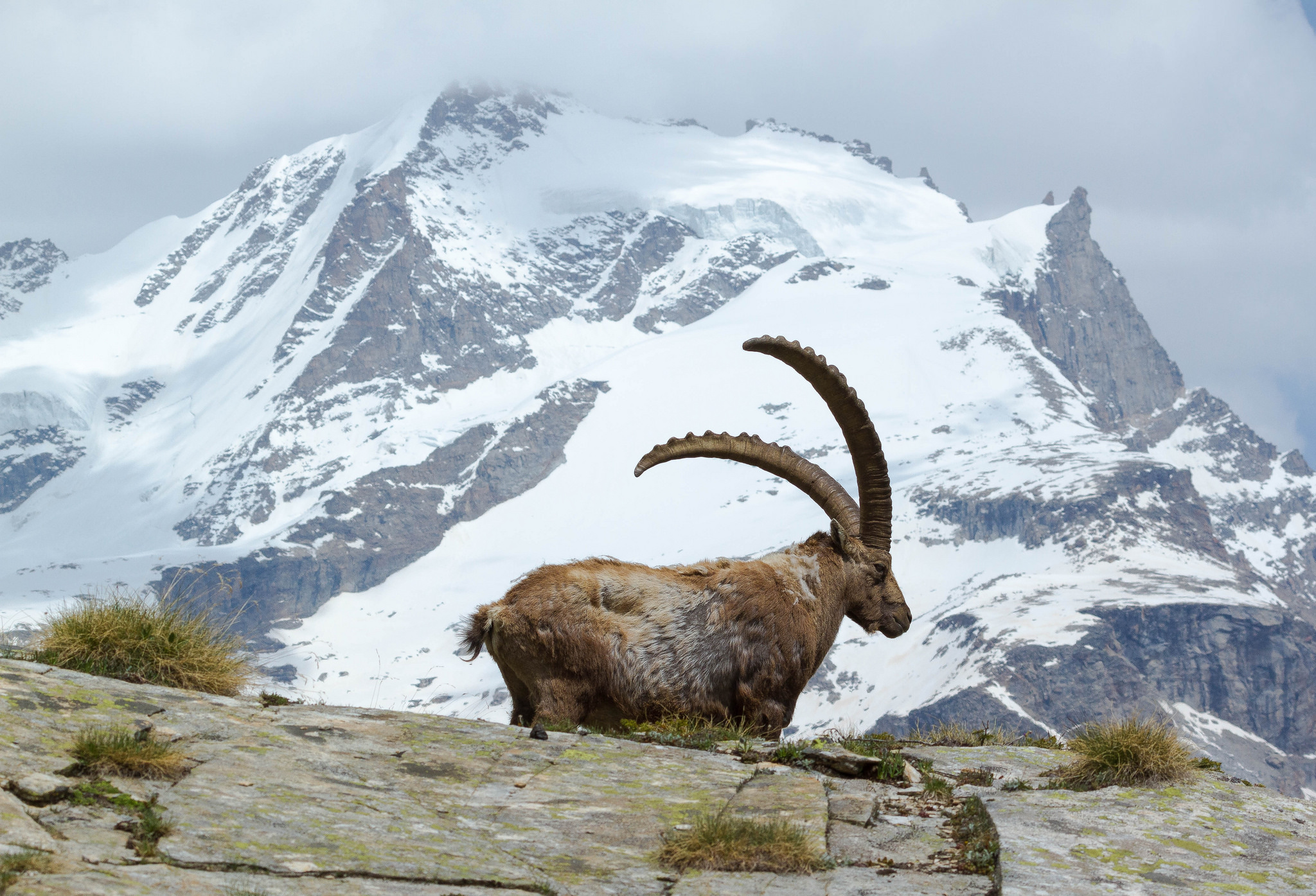 Goat-like nimbleness will help |Fulvio Spada via Creative Commons 