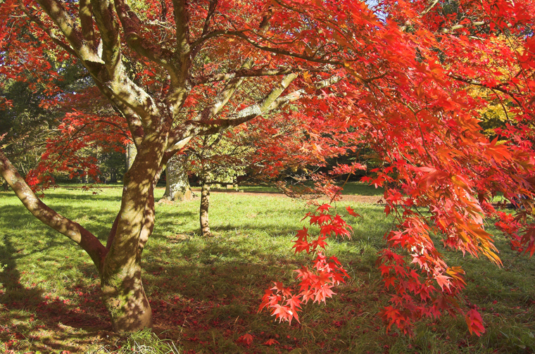 Explore the Westonbirt Arboretum's fall foliage | fotolia.com