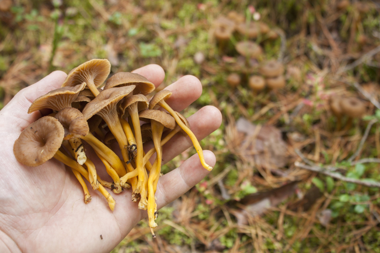 If you're going to hunt for mushrooms, make sure you know your funghi | fotolia.com