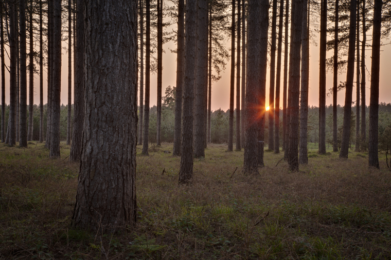 Thetford is the largest lowland pine forest in Britain |VisitBritain - Rod Edwards