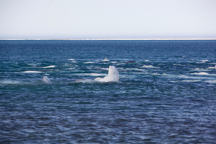 Beluga backstroke