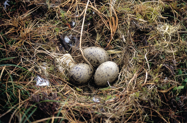 Ground-nesting bird eggs|Absalon Hansen /Visit Faroe Islands
