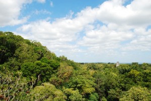 Guatemala forest. Photo © Rainforest Alliance