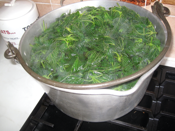 Nettle-2