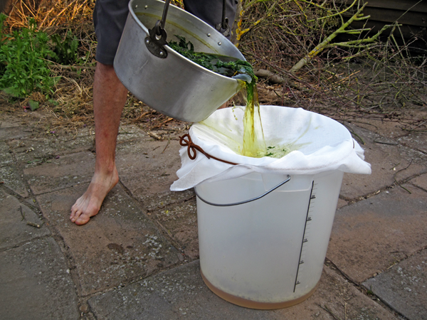 Nettle beer