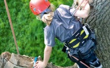 Tree-climbing-at-goodleafs