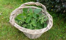 foraged-nettles