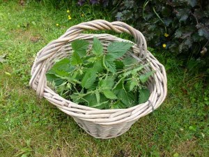foraged-nettles