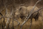The White Rhino - found at last!