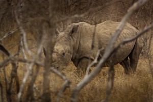 The White Rhino - found at last!